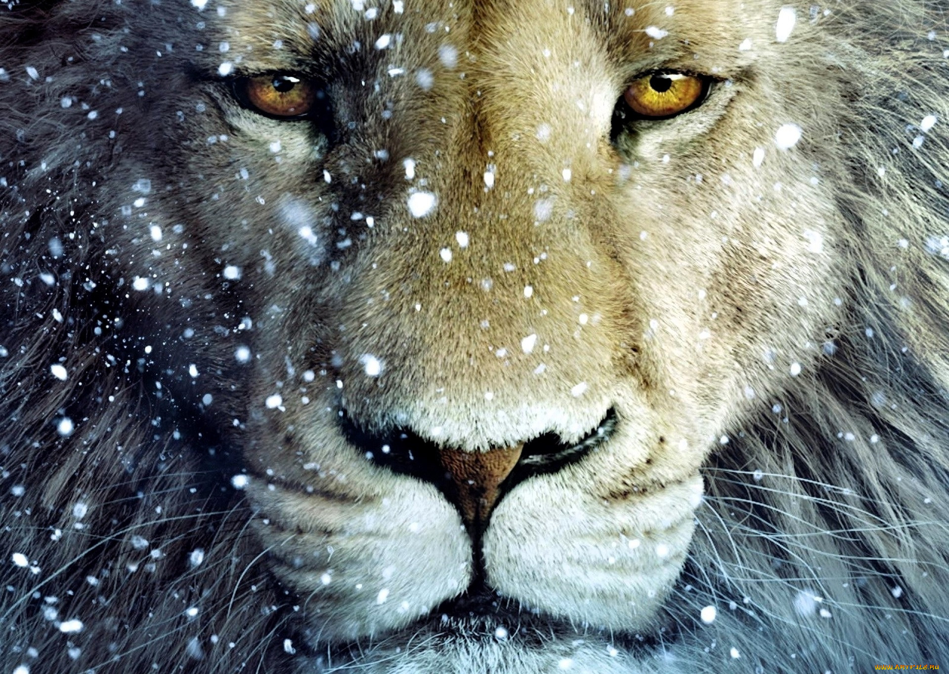  , the chronicles of narnia,  the voyage of the dawn treader, , 